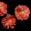 H. 'Amabile Plenum'