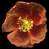 H. apenninum
