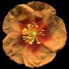 H. 'Cheviot'