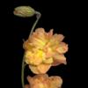 H. cupreum 'Double Apricot'