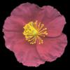 H. 'David Ritchie'