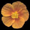 H. 'Windmill Gold'