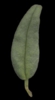 H. 'Albert's Brick'