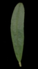 H. 'Amabile Plenum'