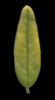 H. 'Banwy Velvet'