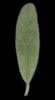 H. 'Cheviot'