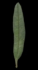 H. 'David Ritchie'