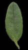 H. 'Fairy'