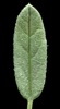 H. 'Mrs Mold'