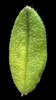 H. 'Orchard's Variegatum' (Green Form)
