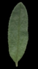 H. Tangerine'