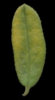 H. 'Windmill Gold'