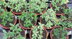 Young Sales Plants