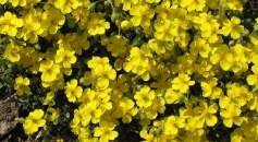 H. Oblongatum