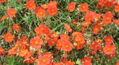 H. Welsh Flame