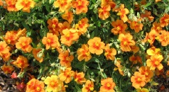 H. Captivation