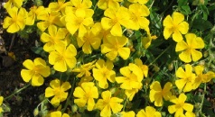 H. Sterntaler