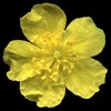 H. canum subsp. Balcanicum