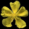 H. oelandicum ssp piloselloides