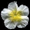 H. 'Orchard's Ovum'
