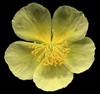 H. 'Orchard's Supreme'