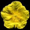 H. 'Orchard's Yellow'