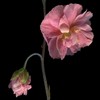 H. 'Peach Melba'