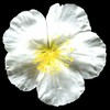 H. 'Wisley White'
