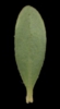 H. lunulatum