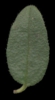 H. nummularium subsp. Glabrum
