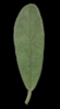 H. nummularium subsp. Tomentosum