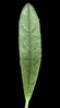 H. 'Orchard's Ovum'