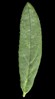 H. 'Orchard's Supreme'