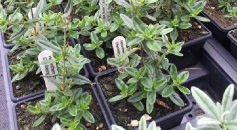 H. Elfenbeinglanz