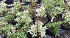 9cm Sales Stock