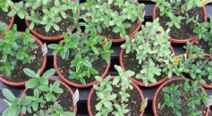 Young Sales Plants